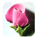 Icing Rosebud