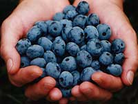 Jones Farm Blueberries