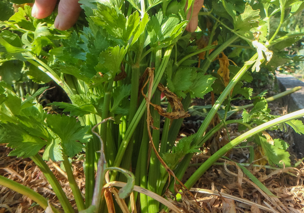 Celery Growing
