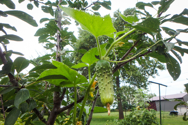 Our Cucumber Tree