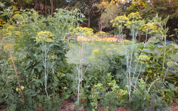 dill for pickling