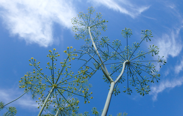 dill for pickling