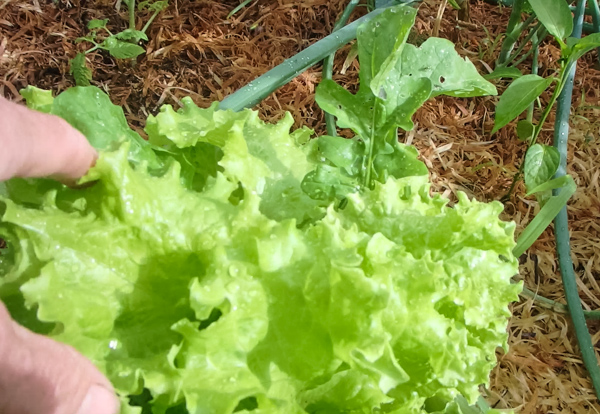 Lettuce in our Garden 