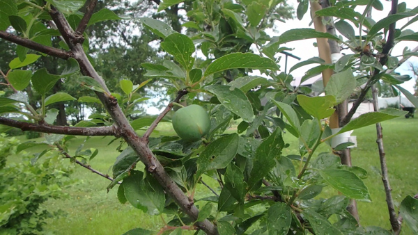 Our plum tree with one plum