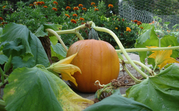 Garden Pumpkin